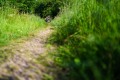 25. Rennsteig-Staffellauf 25. Rennsteig-Staffellauf