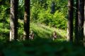 Staffellauf ´26 Staffellauf ´26